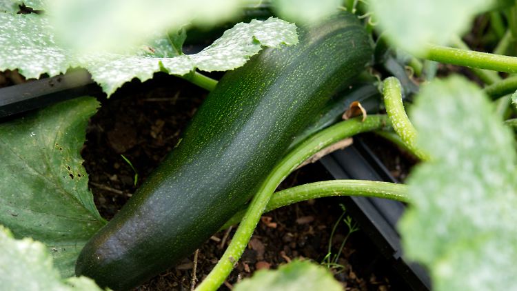 Harmloses Grünzeug? Zucchini steht bei Hobby-Gärtnern hoch im Kurs.