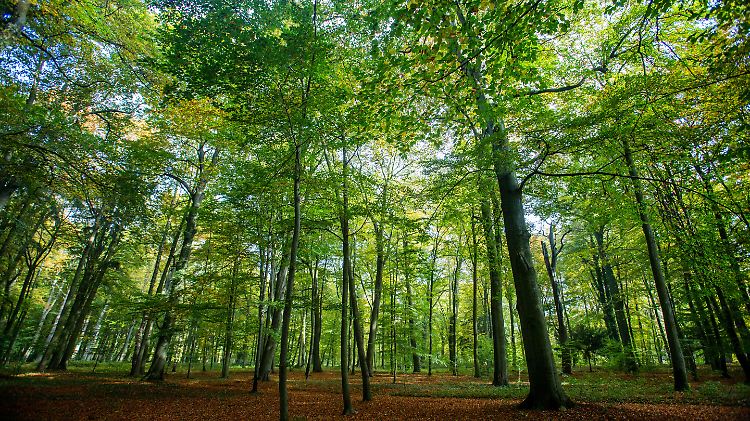 Der Wald wird sich ändern, sagen Wissenschaftler. Einige Baumarten kommen mit höheren Temperaturen gut klar, andere nicht.