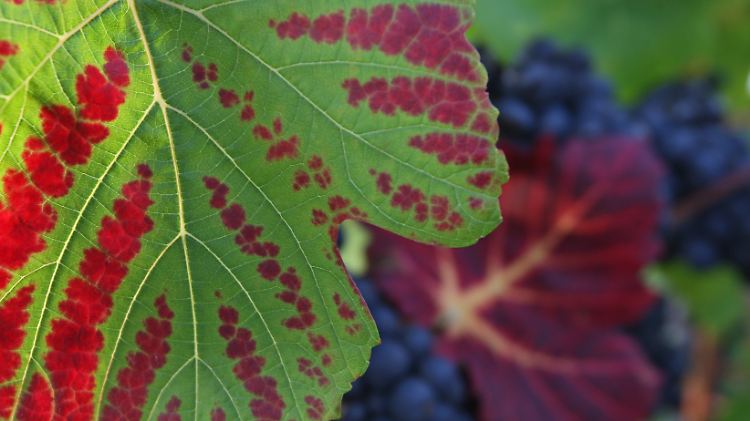 Gut zu erkennen: die unterschiedlich hohe Chlorophyll-Menge in verschiedenen Teilen des Blattes.