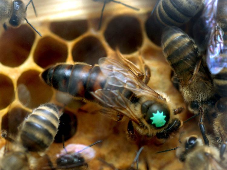 Die Bienenkönigin ist größer und hat eine andere Funktion als die Arbeiterinnen. Und doch hat sie die gleichen genetischen Voraussetzungen.