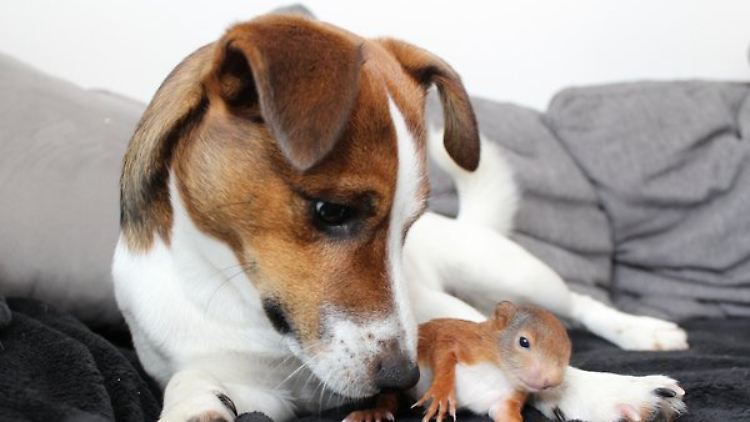 Hund "Killer" und Eichhörnchen "Pepe" sind ein Herz und eine Seele.