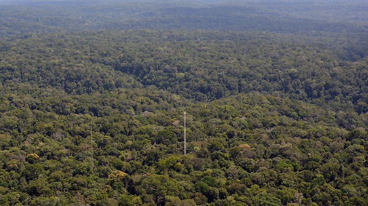 Der Turm steht 150 Kilometer nordöstlich von Manaus.