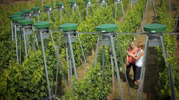 Forscherinnen in einem Versuchs-Weinberg der Hochschule Geisenheim University an einem CO2-Ausstoß-Gerät.