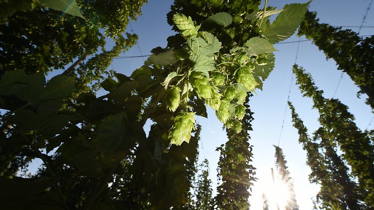 In Deutschland wird Hopfen vor allem in Sachsen, Sachsen-Anhalt, Thüringen, Bayern und Baden-Württemberg angebaut.
