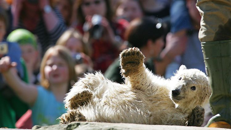 Eisbärbaby Knut im April 2007 im Berliner Zoo: Er hatte die Herzen der Zoobesucher im Sturm erobert.