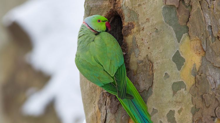 Ein: Halsbandsittich an einer Baumhöhle im verschneiten Luisenpark in Mannheim. Ursprünglich kommen die Vögel aus Afrika, südlich der Sahara und Asien, beginnend mit Pakistan und Indien, vor.