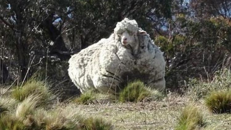 Das Schaf in Australien muss wohl mehrere Jahre bereits in der Wildnis verbracht haben.