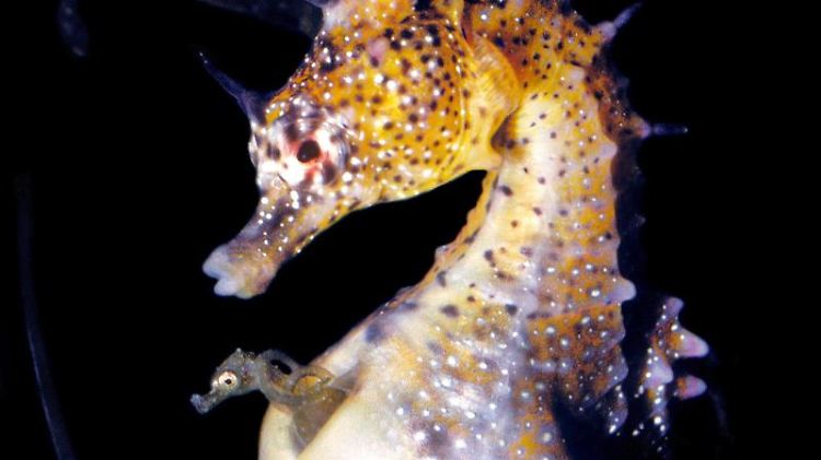 Schwangerschaft bei Männchen: Ein junges Seepferdchen sieht aus seiner Bruthöhle in seinem Vater.