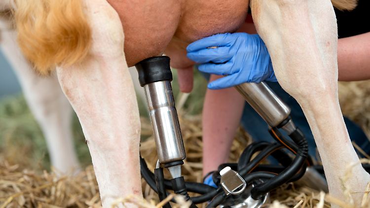 Bauern fordern ein Comeback der Milchquote: Nicht nur in Deutschland und Frankreich kommt mehr Milch auf den Markt als dem Preis gut tut.