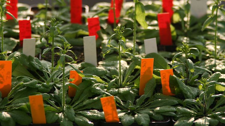 Acker-Schmalwand-Pflanzen als Modellorganismus im Gewächshaus.