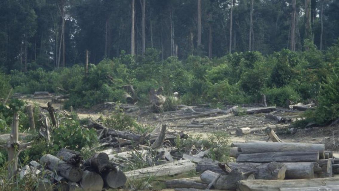 Abholzung für die Papierindustrie auf Sumatra in Indonesien:  Die Erde hat im vergangenen Jahr rund 18 Millionen Hektar Waldfläche verloren - das entspricht der doppelten Fläche Portugals. Foto: M. Radday/WWF-Germany