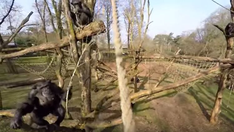 Schimpansin Tushi macht es der Filmcrew in einem niederländischen Zoo schwer.