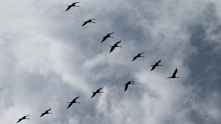 Bei Kranichen hat sich die Zahl der "Dableiber" in Deutschland innerhalb weniger Jahre dramatisch erhöht. Zudem ziehen sie immer kürzere Strecken.
