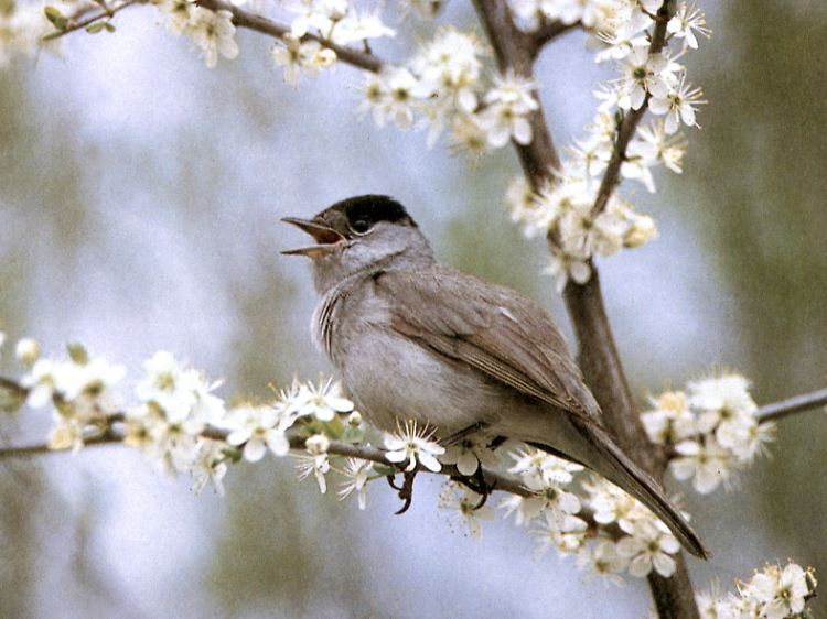 Männliche Mönchsgrasmücke im Frühling: Bleibt der Winter mild, fliegt der Zugvogel nicht so weit oder gar nicht weg.