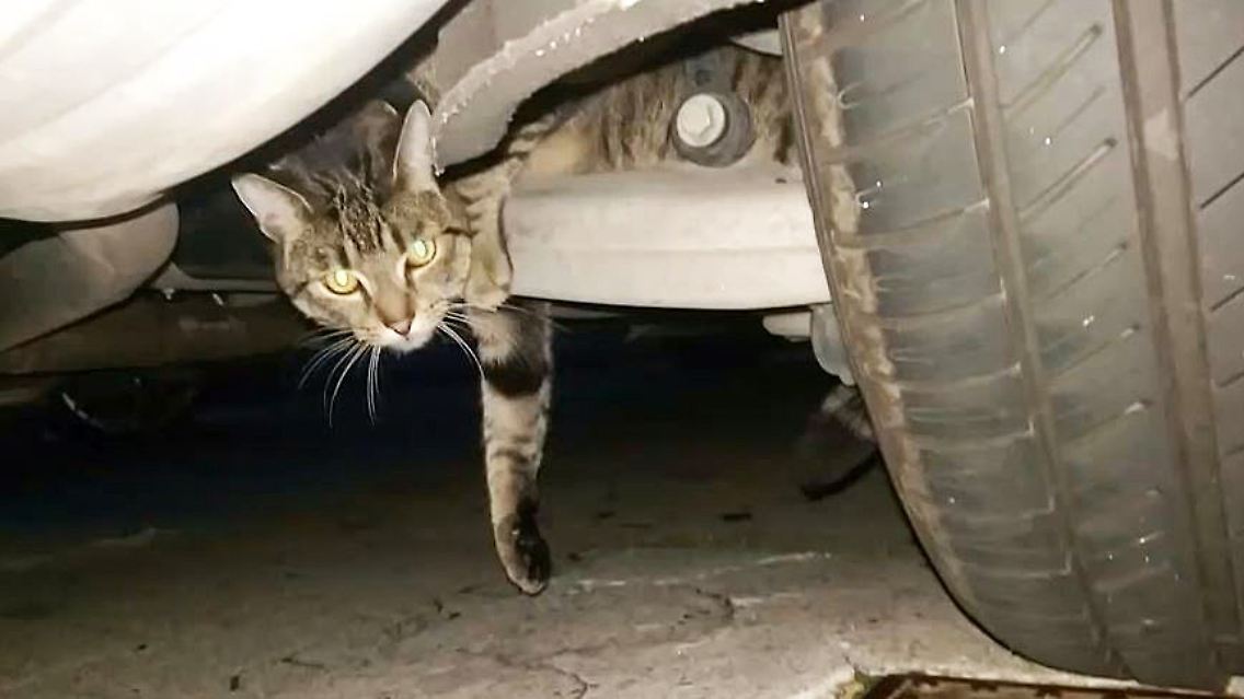 Katze Auto.JPG