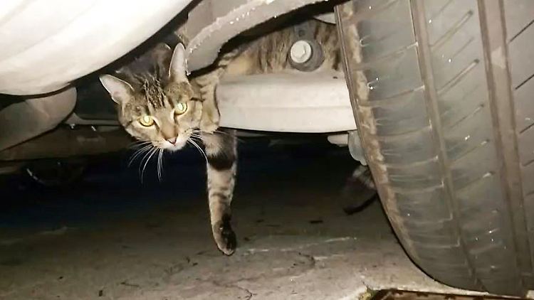 Katze Auto.JPG