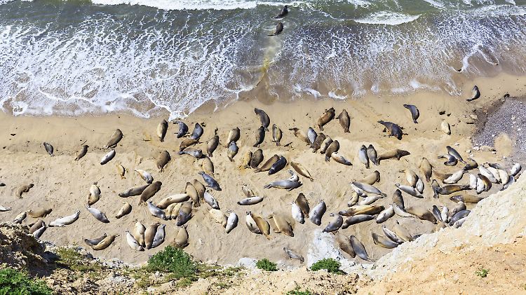 Die Quecksilberwerte in Blut und Muskeln von See-Elefanten gehören zu den höchsten je bei einem Meerestier gemessenen Konzentrationen.