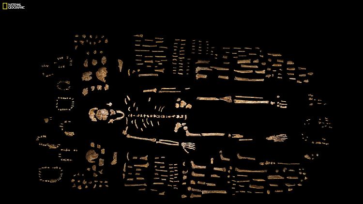 Das Bild zeigt die vielen fossilen Skelettteile des Homo naledi, die in der Höhle entdeckt worden sind.