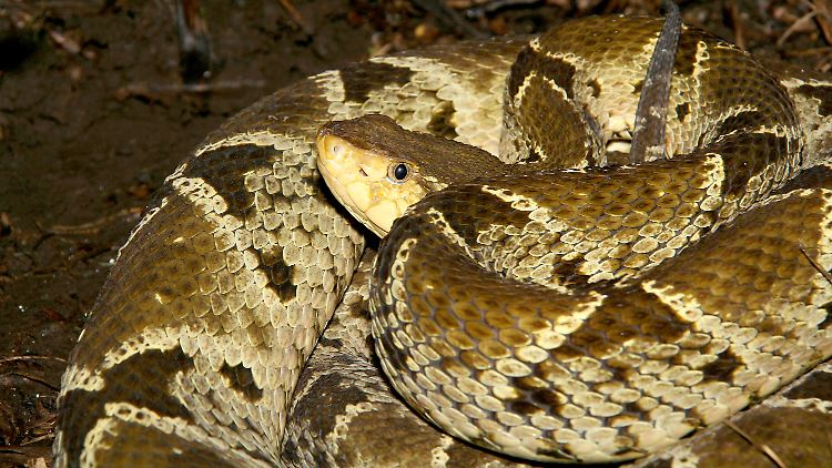 Eine Terciopelo-Lanzenotter (Bothrops asper): Die meisten Bisse in Costa Rica gehen auf sie zurück.