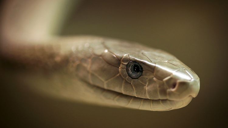 Eine Schwarze Mamba.