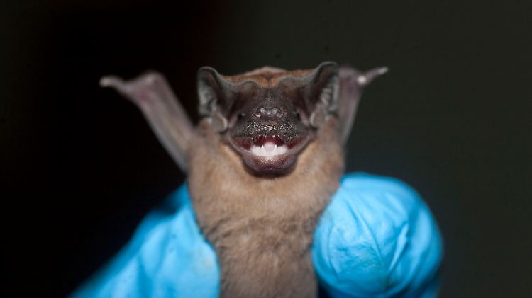 Die Große Samtfledermaus stammt aus Mittel- und Südamerika.