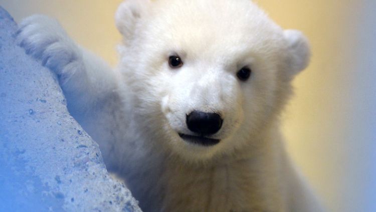Kennen wir Eisbären bald nur noch aus dem Zoo? Forscher schlagen Alarm, aus Sorge um die Arktis.