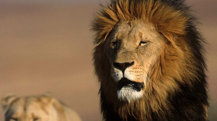 Der König der Tiere: Vor allem Jäger aus den USA wollen seinen Kopf als Trophäe.