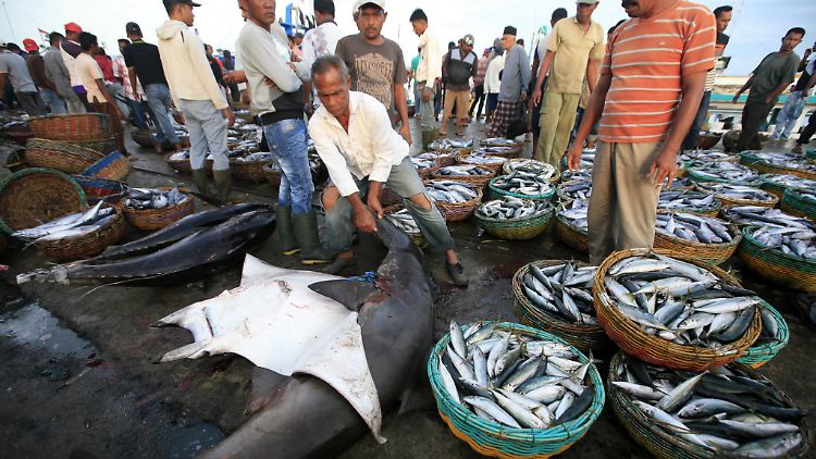 Auf einem Fischmarkt in Indonesien werden Haie und Rochen verkauft. Viele Arten sind vom Aussterben bedroht.