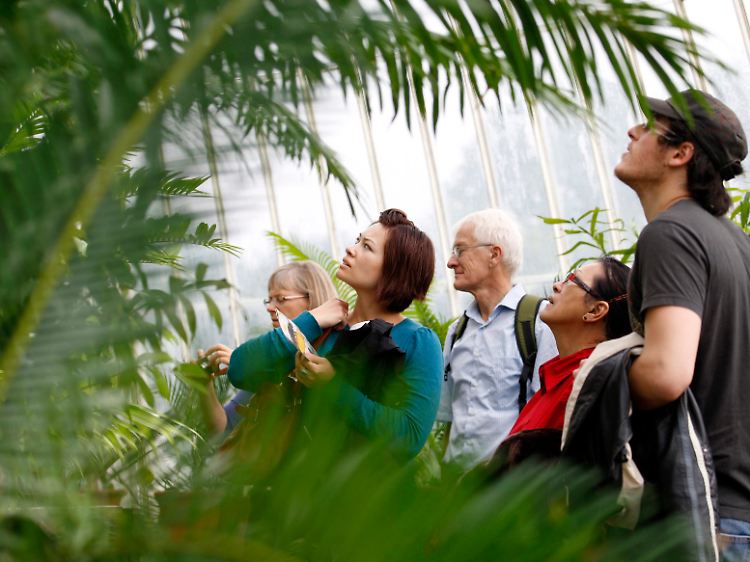 Besucher in einem Gewächshaus in Kew Gardens vor Palmfarnen - diese gehören zu den am meisten gefährdetetn Pflanzengruppen.