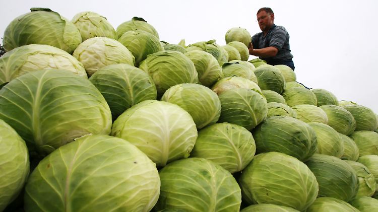 Rund 220 Landwirte kümmern sich in Dithmarschen darum, dass genügend Kohl wächst.