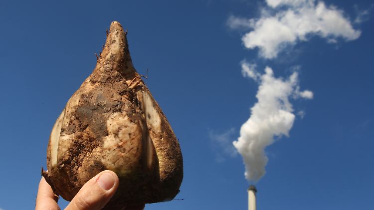 Die Rübe, aus der der Zucker kommt: Im Hintergrund der Schlot eines Südzucker-Werkes bei Ochsenfurt in Unterfranken.