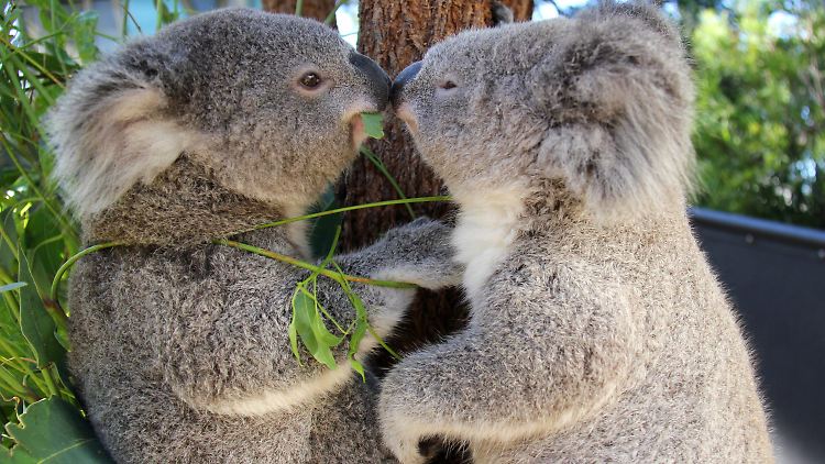 Australische Behörden gehen im Südwesten des Landes gegen eine Koala-Plage vor.