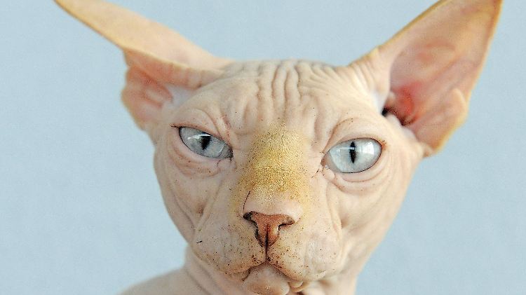Ein Artgenosse von Will.. Nacktkatzen können eine Alternative für Allergiker sein.