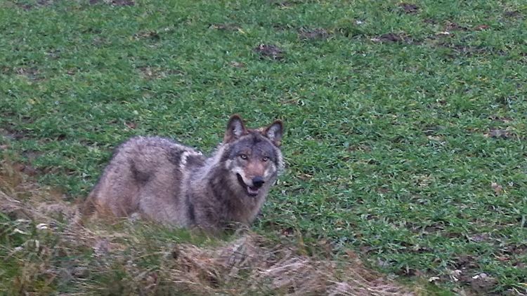 Viele Menschen fürchten sich vor einer Begegnung mit dem Wolf in der Natur.