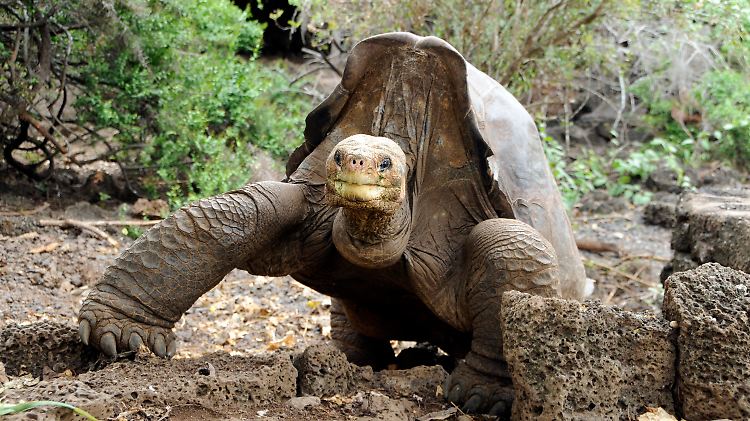 Die berühmteste Schildkröte der Inselgruppe ist "Lonesome George". 2012 verstarb das Tier an Herzversagen.