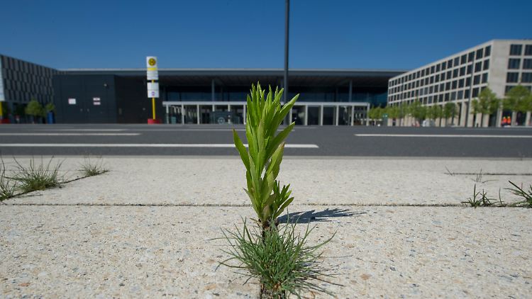 Wenn es ganz dumm läuft, holt sich die Natur das Flughafenfeld zurück bevor die Macher es zurückbauen.