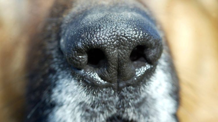 Tausende Hunde sind bei der Polizei "angestellt".