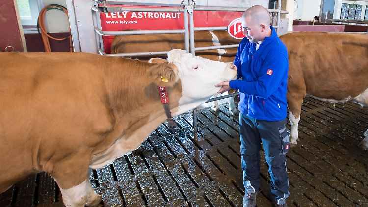 Die Kühe mögen ihren "Lely Astronaut A4".