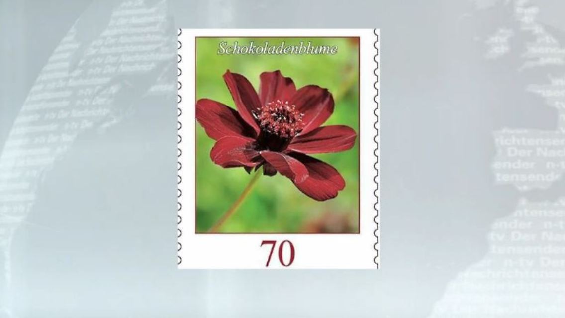 schokoladenblume.JPG
