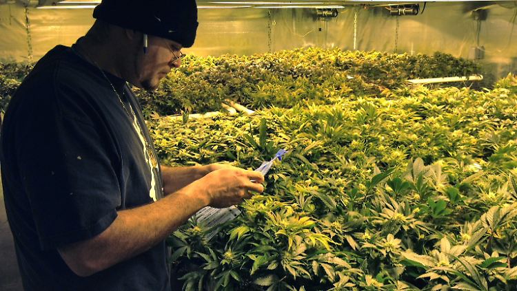 Das Problem in den USA: Auf Bundesebene ist der Handel mit Marihuana noch immer illegal, die Rechtslage ist unübersichtlich.