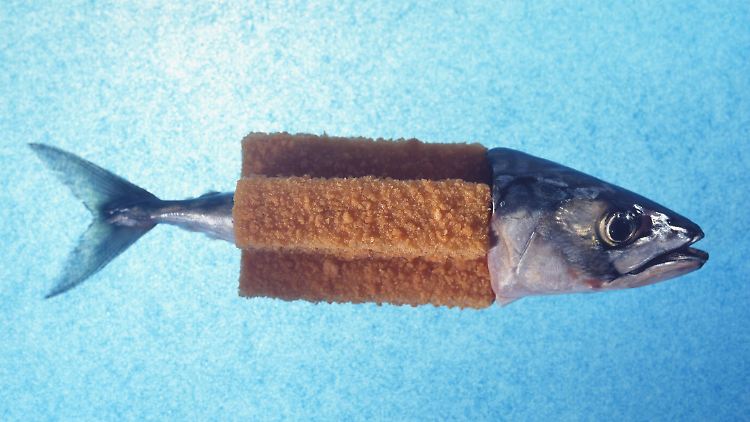 Kommt als Wildfang nicht vor, zeigt aber Schwarmverhalten: das gemeine Fischstäbchen.