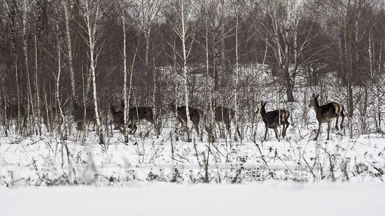 Die Wildtierpopulation ist nach der Katastrophe 1986 stetig gewachsen.