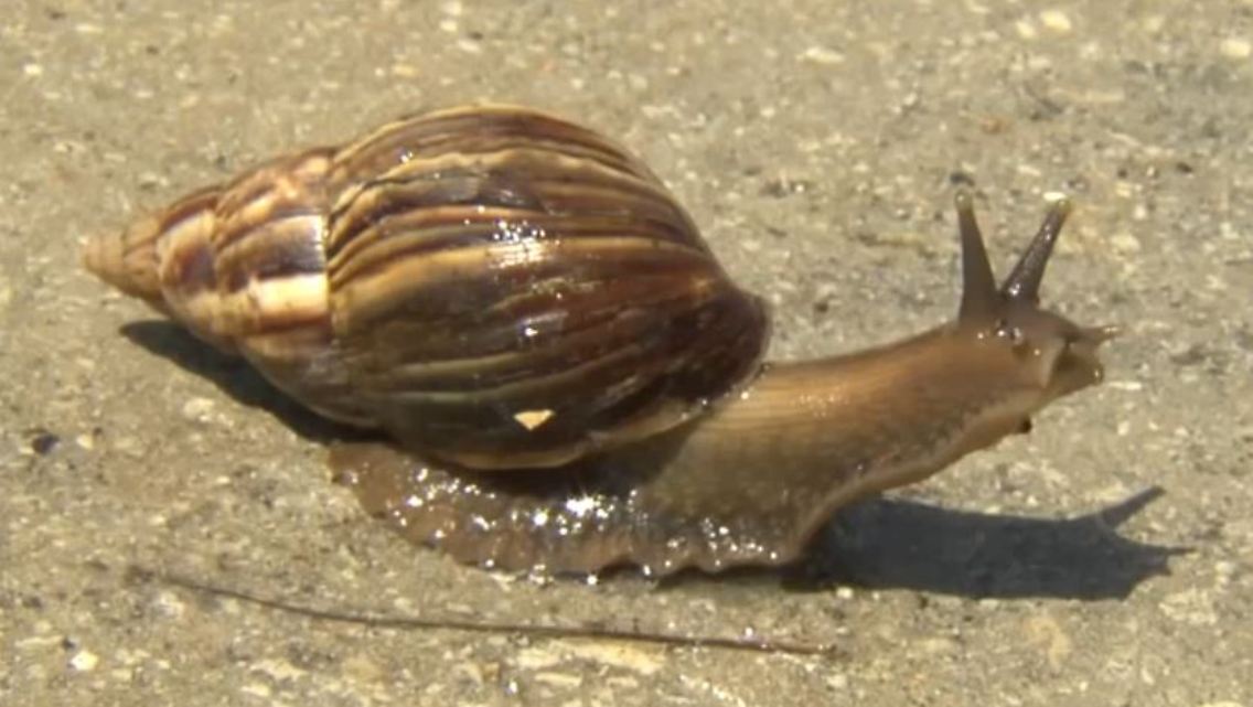 schnecke2.JPG