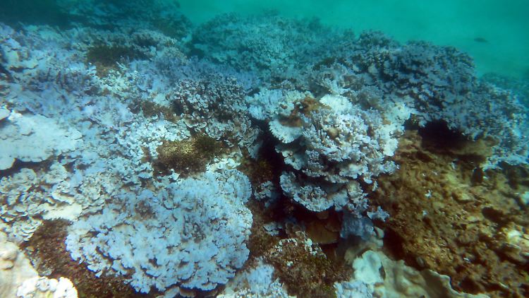 Bereits 1998 und 2010 beobachteten Forscher der NOAA die Korallenbleiche.