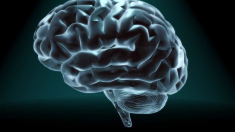 Den Forschern standen für die Studie Daten des Humanen Konnektom-Projektes (HCP) zur Verfügung. 