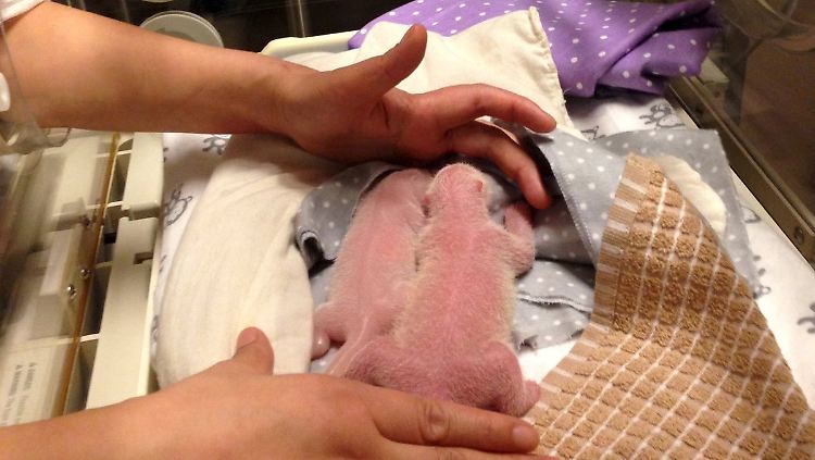 Ein Tierpfleger vom Zoo Toronto kümmert sich um die neugeborenen Panda-Zwillinge.