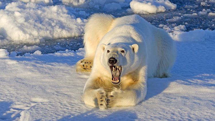 Der Eisbär war unterwegs von Moskau nach Südengland.