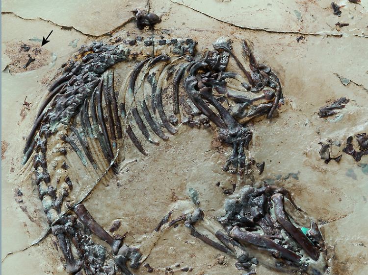 Skelett des Ursäugers Spinolestes mit erhaltenem Fellschatten. Am oberen Bildrand (Pfeil) erkennt man die Ohrmuschel. Das Skelett wurde bei der Präparation auf eine Kunstoff-Matrix transferiert.