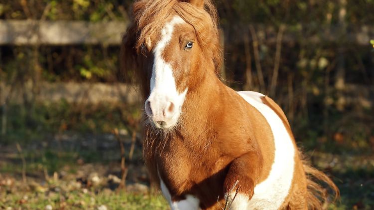 Ein gesundes Shetland-Pony auf einer Koppel. Sodomie als Strafbestand wurde 1969 aus dem Tierschutzgesetz gestrichen.
