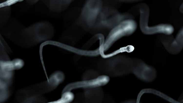 Im menschlichen Sperma kann der Ebola-Virus bis zu neun Monate lang nachgewiesen werden.